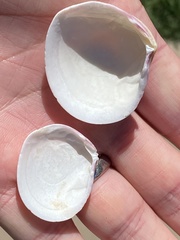 Semele rubropicta