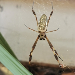 Trichonephila clavipes
