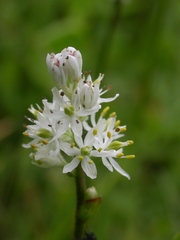 Triantha occidentalis