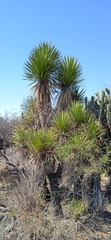Yucca periculosa