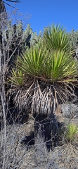 Yucca periculosa