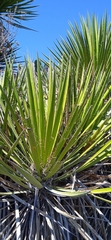 Yucca periculosa