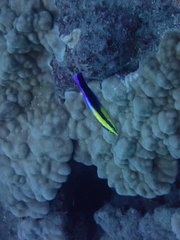 Labroides phthirophagus