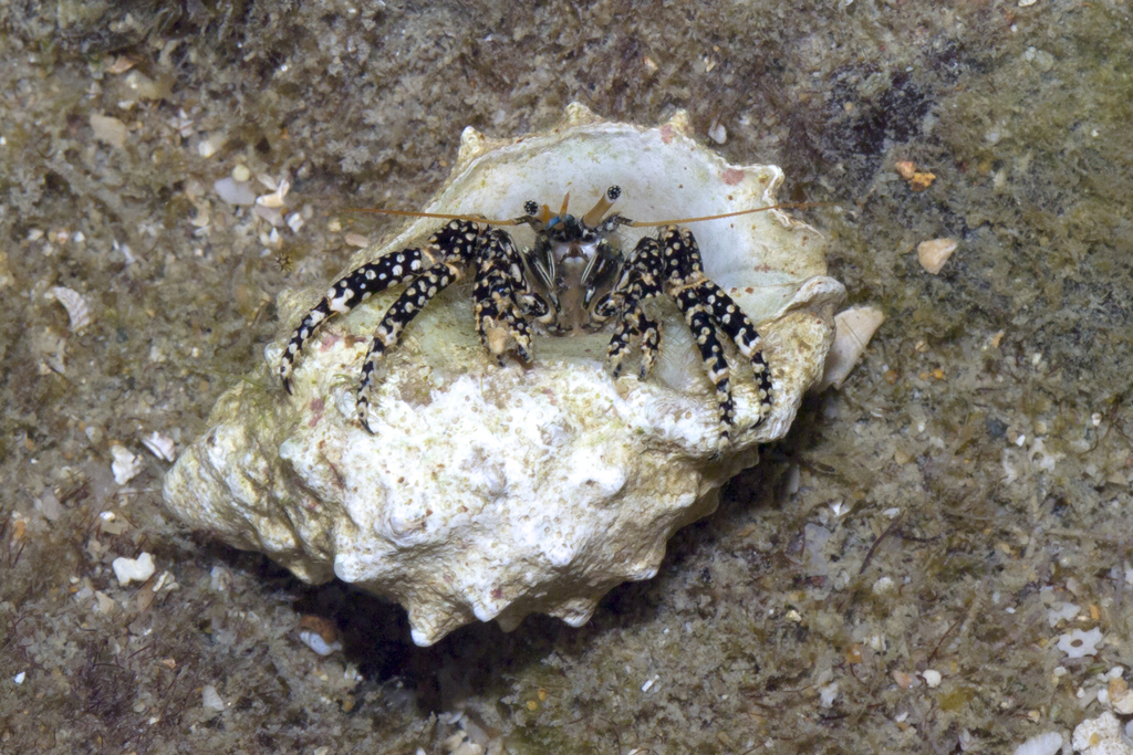 Gold-spotted Hermit Crab