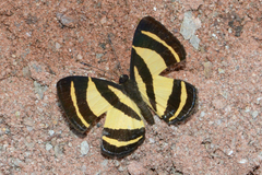 Baeotis staudingeri