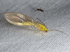 Calochrysa extranea