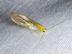 Calochrysa extranea
