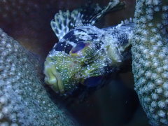 Dendrochirus barberi