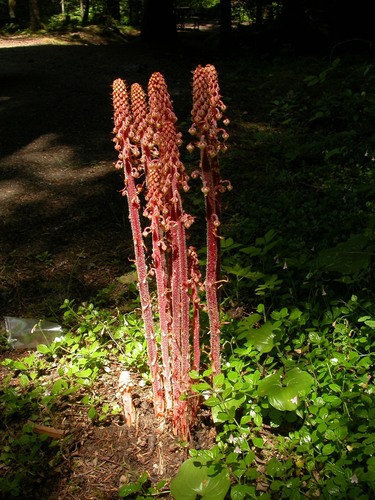 Pterospora andromedea