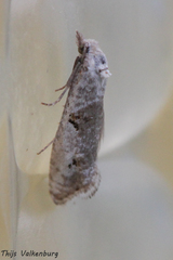 Phtheochroa simoniana