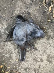 Dumetella carolinensis