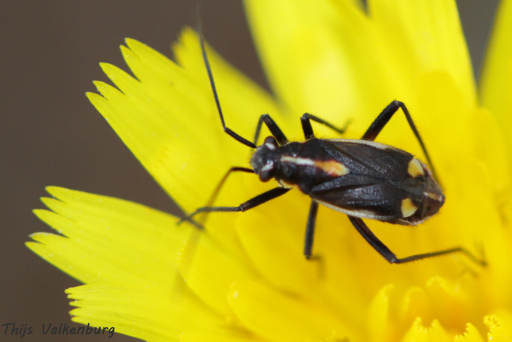 Capsodes sulcatus