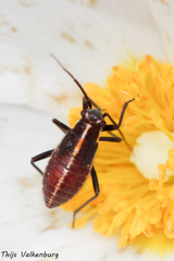 Capsodes