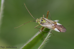 Reuterista instabilis