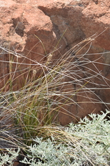 Ficinia compasbergensis