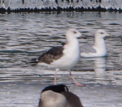 Larus marinus
