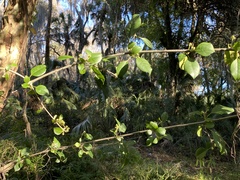 Pisonia aculeata image