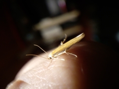 Stathmopoda skelloni