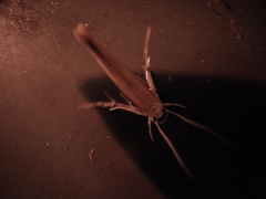 Stathmopoda skelloni