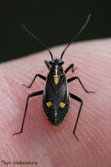 Capsodes sulcatus