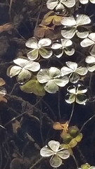 Marsilea mutica