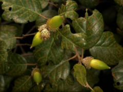 Quercus alnifolia