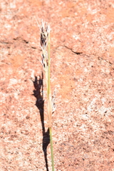 Ficinia compasbergensis