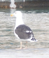 Larus marinus