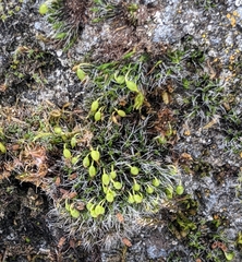 Grimmia pulvinata