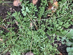 Galium aparine
