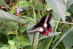 Parides proneus
