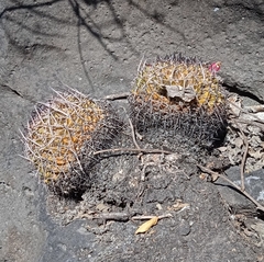 Mammillaria karwinskiana karwinskiana