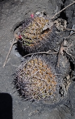 Mammillaria karwinskiana karwinskiana