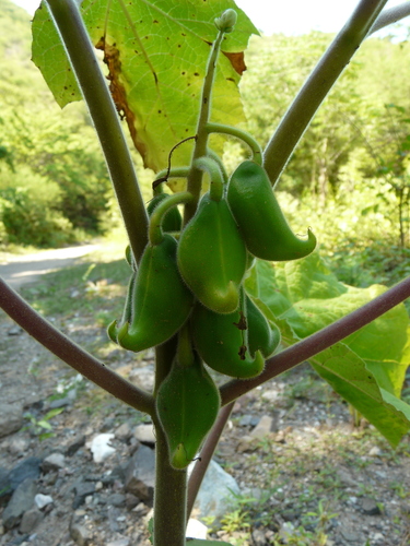 Cat's Claw