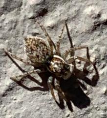 Menemerus semilimbatus