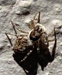 Menemerus semilimbatus