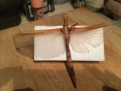 Tropidoderus rhodomus