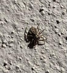 Menemerus semilimbatus