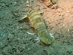 Squillidae