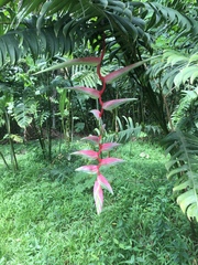 Heliconia chartacea