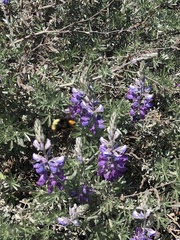 Bombus vosnesenskii