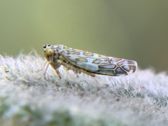 Eupteryx decemnotata