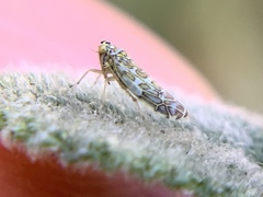 Eupteryx decemnotata
