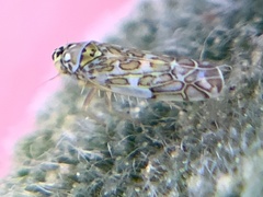 Eupteryx decemnotata
