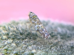 Eupteryx decemnotata
