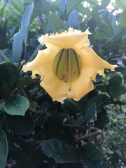 Solandra longiflora