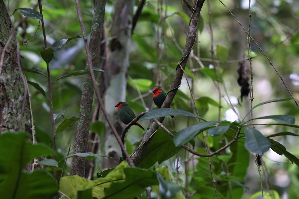 Red-throated Parrotfinch