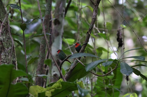 Red-throated Parrotfinch