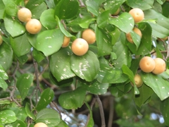 Sarcomphalus joazeiro