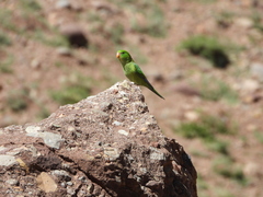 Psilopsiagon aurifrons